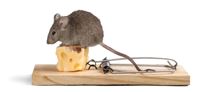 muizen vangen met verkeerde producten